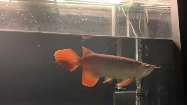 大湖紅龍魚20251705，大湖紅龍魚，大湖紅龍魚20251705，珍稀品種的獨特魅力，大湖紅龍魚20251705，珍稀品種的獨特魅力，大湖紅龍魚20251705，珍稀品種的獨特魅力，大湖紅龍魚20251705，珍稀品種的獨特魅力