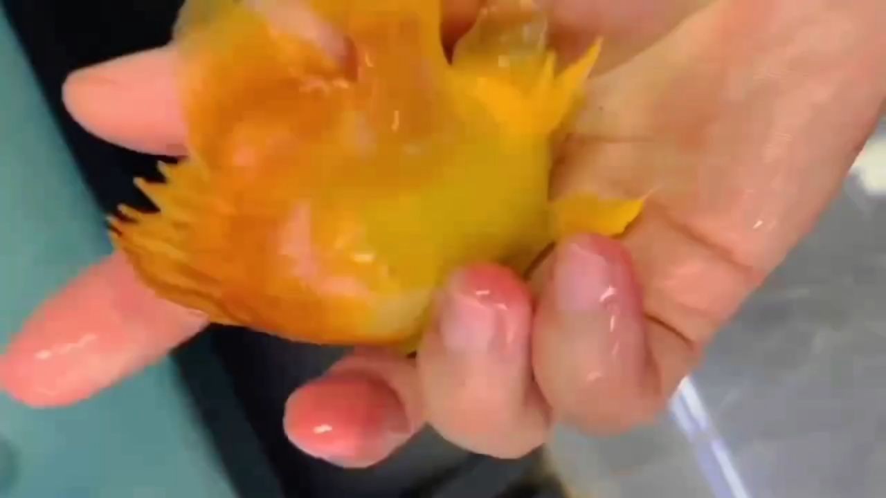 異型虎魚全黃虎魚福虎魚：異型虎魚/全黃虎魚/福虎魚