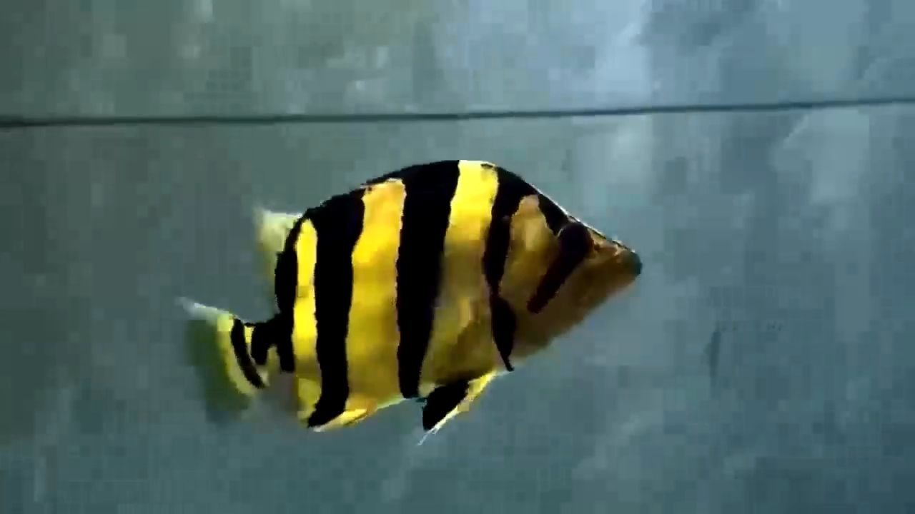 20公分極品刀紋純泰虎，圍脖包肚，短高身暴力黃：20公分極品刀紋純泰虎