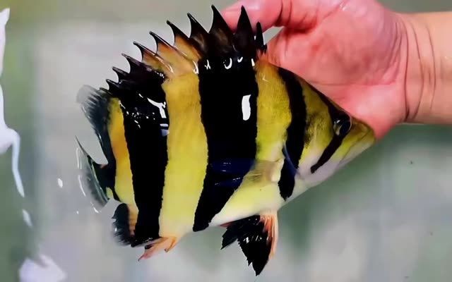 2025虎年請虎魚：2025虎年請虎魚飼養虎魚的原因之一，2025虎年請虎魚