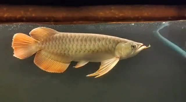 大湖紅龍魚(yú)2025091501：大湖紅龍魚(yú)2025年9月15日出生于中國(guó)的龍魚(yú)