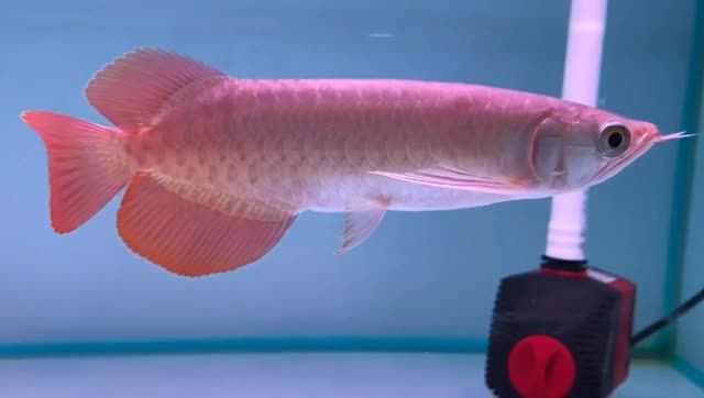 22公分印尼全品小紅龍，印尼全品小紅龍魚，22公分印尼全品小紅龍魚，精選優質觀賞魚，22公分印尼全品小紅龍魚，精選優質觀賞魚