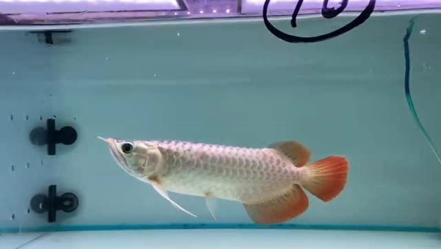 新到一缸印尼小紅龍：印尼小紅龍是一種珍貴的觀賞魚，以其鮮艷的紅鱗片和優雅的身姿而著稱