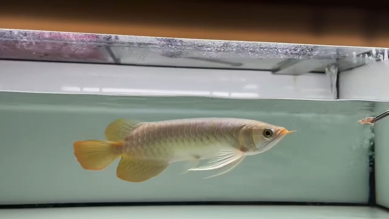 2025精品小紅龍，2025精品小紅龍2025精品小紅龍，2025精品小紅龍，年度精選珍藏版，2025精品小紅龍年度精選珍藏版