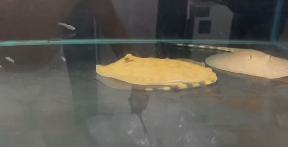 梅花魟魚，水中瑰寶，優雅身姿引領觀賞魚新風尚，梅花魟魚，優雅水中瑰寶引領觀賞魚新風尚，梅花魟魚，優雅水中瑰寶引領觀賞魚新風尚