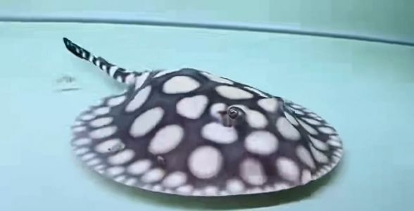 極品皇冠黑白魟魚，魟魚中的“黑白天使”，水族界的奢華珍品，極品皇冠黑白魟魚，水族界的黑白天使與奢華珍品，極品皇冠黑白魟魚，水族界的黑白天使與奢華珍品