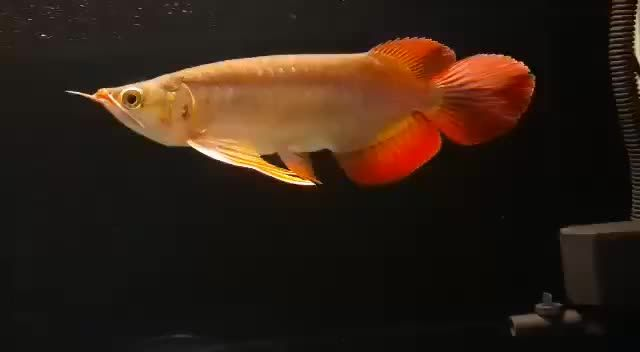 這尾巴，牛掰！賽級紅龍魚：賽級紅龍魚的養殖要點