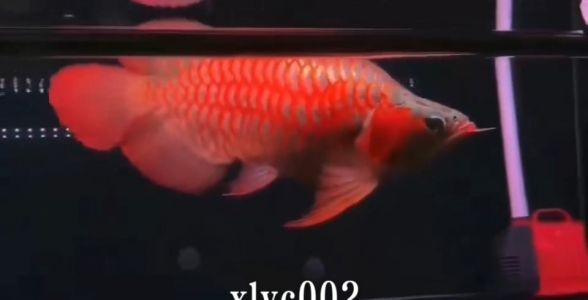 45CM大福龍紅龍：巨龍體態，紅色炫目，彰顯尊貴氣質