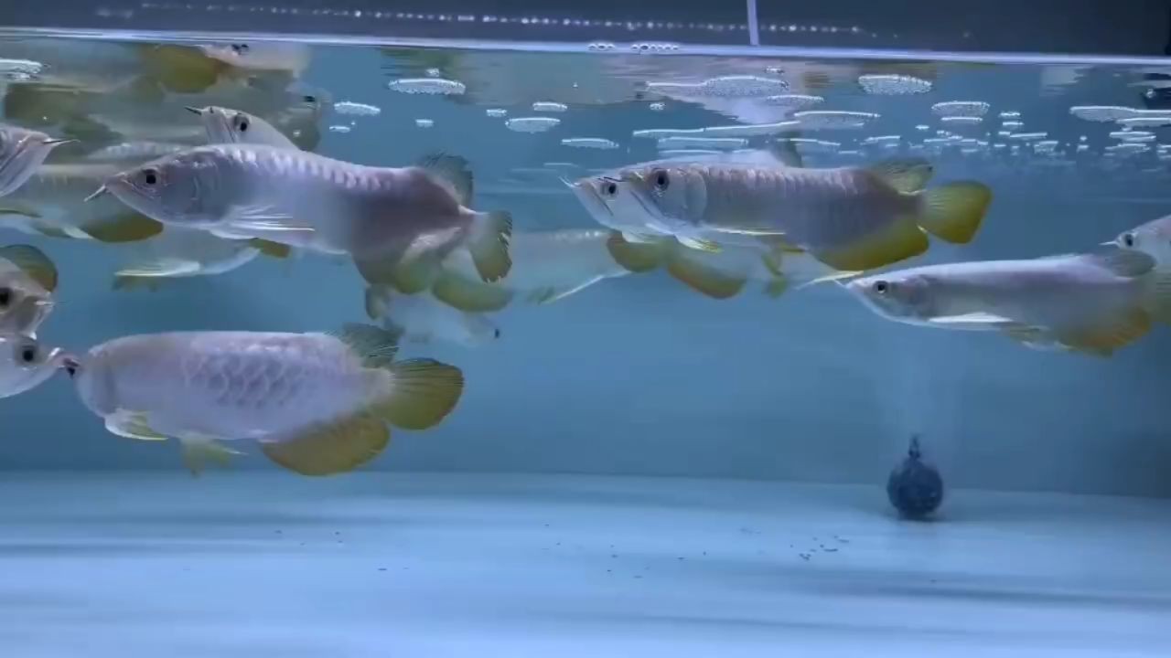 高背金龍 20~23Cm，高背金龍20~23cm，高背金龍20~23cm，精選幼魚展示與飼養(yǎng)指南