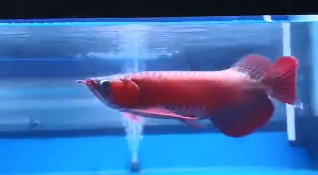 霸氣十足的超血紅龍：超血紅龍以其獨特的霸氣和強大力量成為了戰場上不可忽視的強大存在