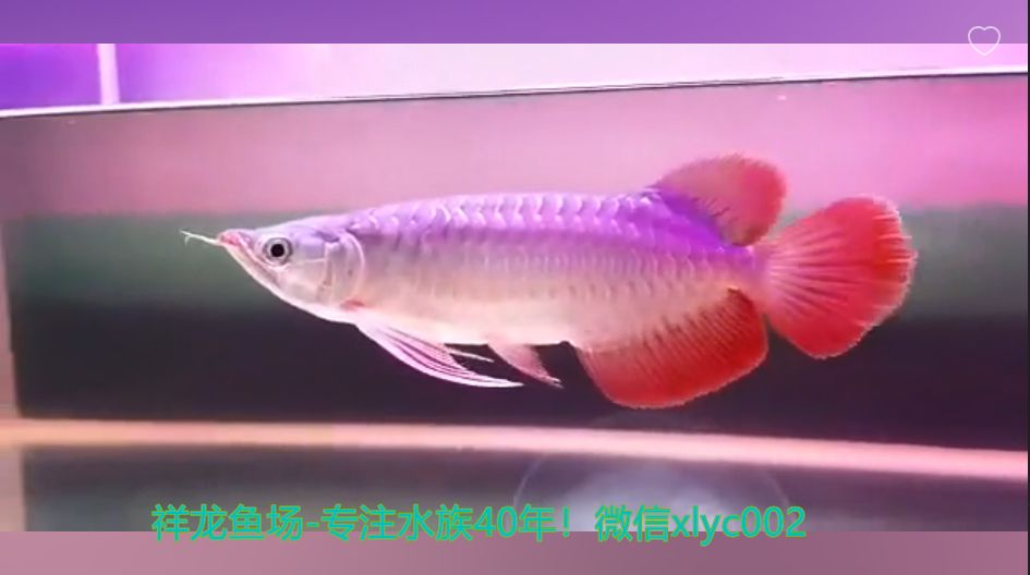 賣龍魚賺錢嗎？高利潤背后的風險與挑戰：養龍魚賺錢嗎？ 賣龍魚賺錢嗎？高利潤背后的風險與挑戰：養龍魚賺錢嗎？ 龍魚百科 第2張