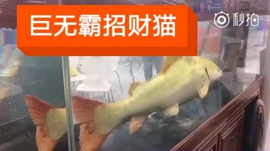 全球最大黃金招財貓亮相水族展會。來之祥龍魚場，全球最大黃金招財貓亮相水族展會，全球最大黃金招財貓震撼亮相水族展會，全球最大黃金招財貓震撼亮相水族展會