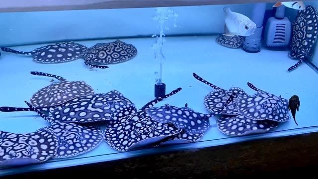 錢錢圈皇冠黑白魟魚：錢錢圈皇冠黑白魟魚，一種具有獨特色彩和形態的體態和形態的魚類