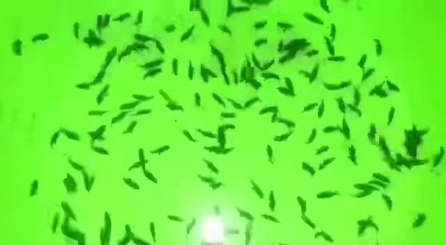 2025印尼虎魚魚苗，2025年印尼虎魚魚苗價格，2025年印尼虎魚魚苗價格預測與市場趨勢，2025年印尼虎魚魚苗價格預測與市場趨勢分析