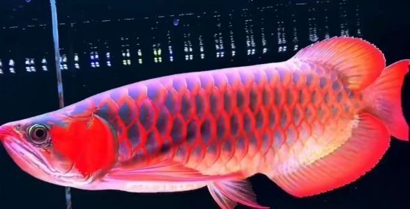 40CM超血大紅龍，霸氣側漏，盡顯王者風范