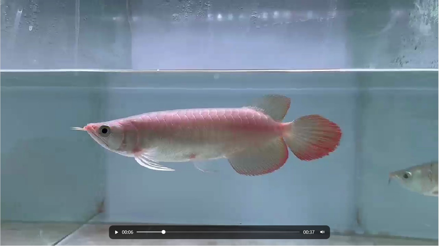 PddScreenShot_20250327215924.png 紅發(fā)色小紅龍，演繹高端時(shí)尚與品質(zhì)生活的非凡魅力 赫舞紅龍魚(yú)