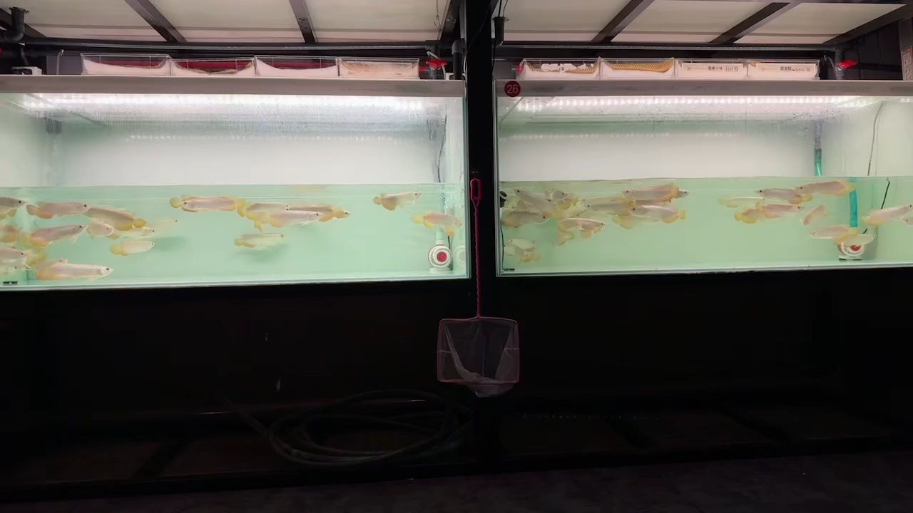 17-20cm小龍魚批發長期有庫存，小龍魚批發17-20厘米長度的魚類長期供應，長期供應17-20厘米小龍魚批發，庫存充足