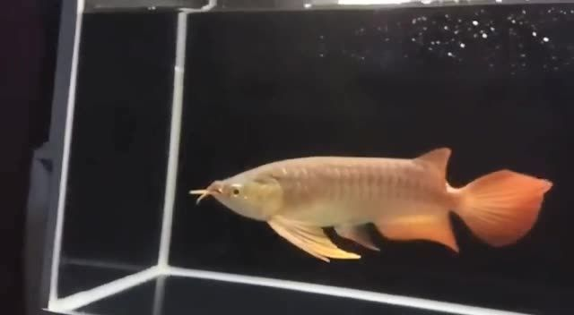 絕對好體型#賽級紅龍#祥龍魚場：祥龍魚場以其卓越的養殖技術和對賽級紅龍的精心照料而聞名