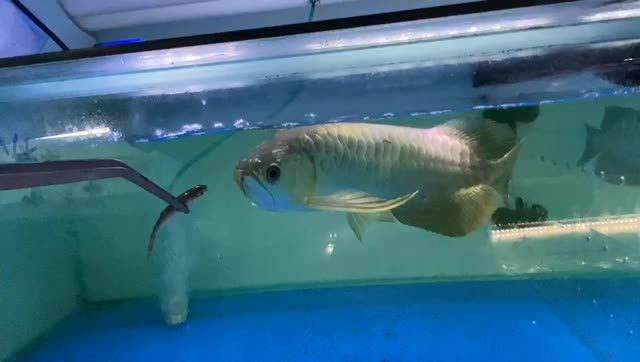 喂魚(yú)是個(gè)好玩的事情，喂魚(yú)是一種簡(jiǎn)單又有趣的活動(dòng)，喂魚(yú)的樂(lè)趣，簡(jiǎn)單又充滿趣味的活動(dòng)，喂魚(yú)的樂(lè)趣，簡(jiǎn)單又充滿趣味的活動(dòng)，喂魚(yú)的樂(lè)趣，簡(jiǎn)單又充滿趣味的活動(dòng)，喂魚(yú)的樂(lè)趣，簡(jiǎn)單又充滿趣味的活動(dòng)