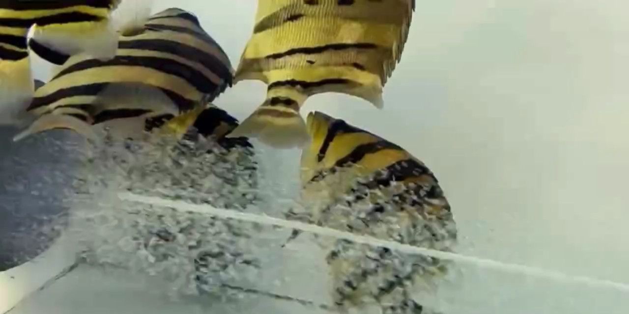 一群明虎：一群明虎在生態系統中的作用以及生態地位以及生存威脅