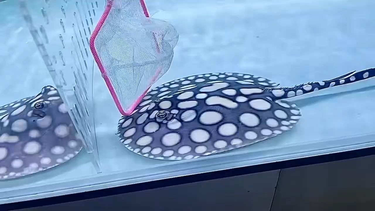 15-16公分極品皇冠，大白丸子點皇冠黑白魟魚：15-16公分極分極品皇冠