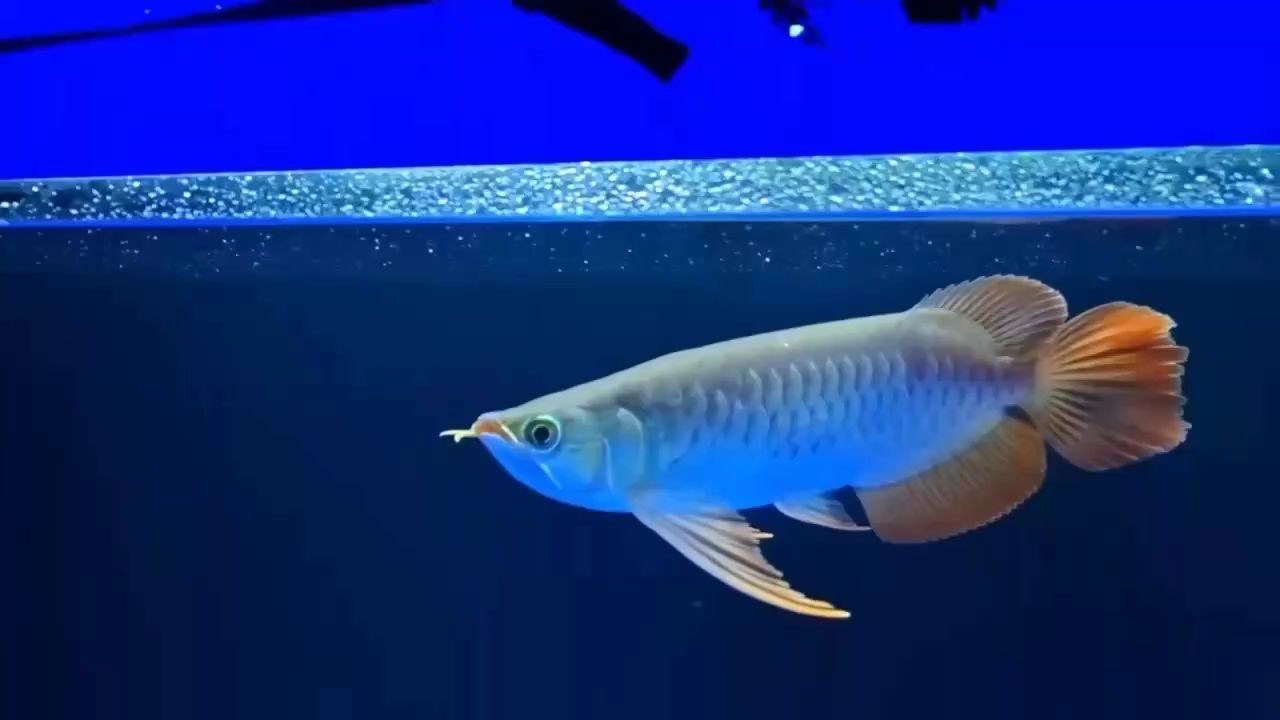 頂尖目前最流行的翹頭，超大燈籠大扇尾。：當前流行翹頭，超大燈籠大扇尾的造型設計優勢和優勢