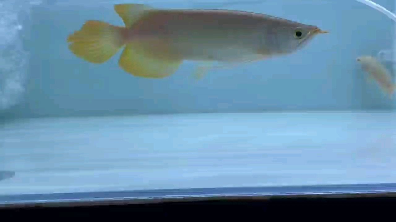 選紅龍看品質(zhì)，血統(tǒng)和體型：挑選紅龍魚時(shí)品質(zhì)、血統(tǒng)和體型是三個(gè)關(guān)鍵因素要確保所選的紅龍魚