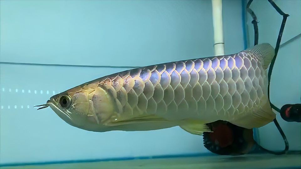 祥龍魚場：專業龍魚養殖批發，一站式服務無憂：專業龍魚養殖批發，一站式服務無憂，