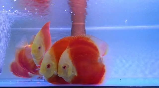 紅金七彩魚，紅金七彩魚是一種觀賞性極強的淡水魚其獨特的色彩和鮮艷的外觀，紅金七彩魚，觀賞性極強的淡水魚及其獨特色彩