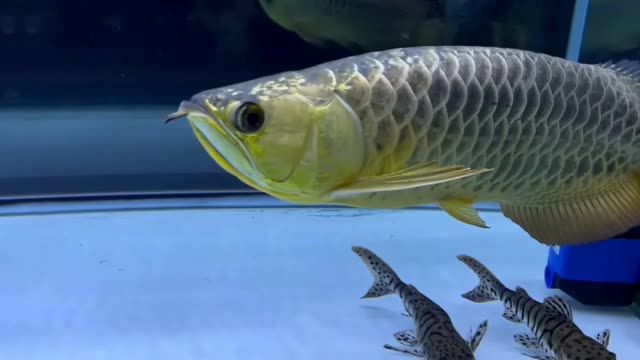 巧克力大金龍：巧克力大金龍口感和營養價值等方面深入分析了其獨特的魅力所在