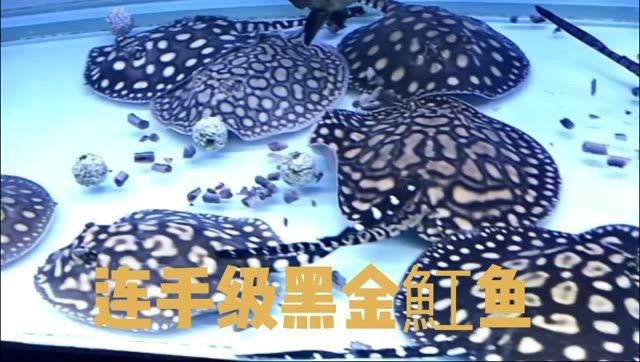 練手黑金魟魚適合魟魚愛好者的新手玩家：練手黑金魟魚愛好者的新手玩家可以更好地了解如何飼養和照顧