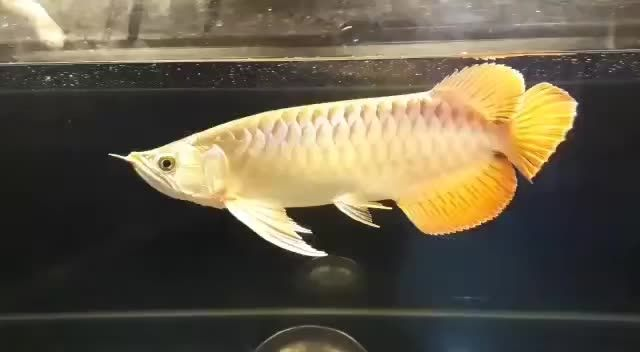 印尼漁場直選35cm大湖紅龍魚:印尼漁場直選35cm大湖紅龍魚,養殖過程嚴格篩選、精心培育 印尼漁場直選35cm大湖紅龍魚:印尼漁場直選35cm大湖紅龍魚,養殖過程嚴格篩選、精心培育