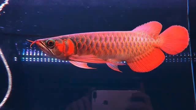 30cm左右鐮刀下掛巨胸葵花扇子大尾賽級品質(zhì)紅龍魚：一種體型龐大、色彩艷麗的大型紅龍魚