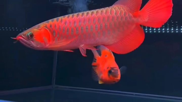 40cm大尺寸紅龍魚：大型紅龍魚的養殖方法