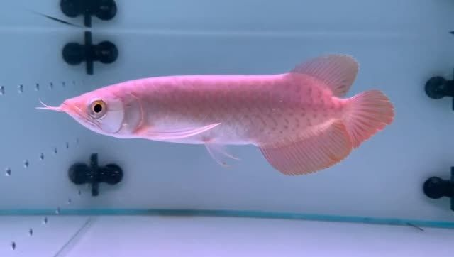 20cm印尼全品小紅龍，20cm印尼全品小紅龍養殖技術，20cm印尼全品小紅龍養殖技術與注意事項，20cm印尼全品小紅龍養殖技術與注意事項詳解