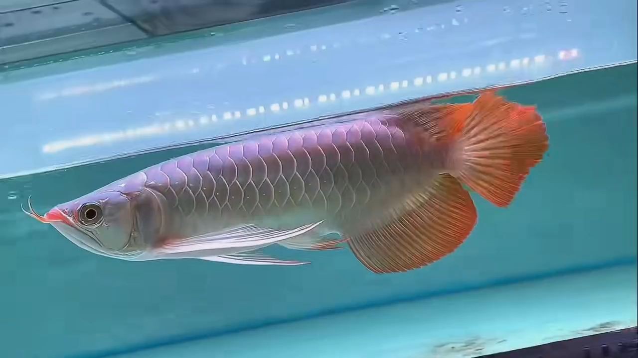 紅龍魚批發(fā)現(xiàn)貨，紅龍魚批發(fā)現(xiàn)貨，提供多種規(guī)格與顏色的紅龍魚，優(yōu)質(zhì)紅龍魚批發(fā)，多樣規(guī)格顏色現(xiàn)貨供應，優(yōu)質(zhì)紅龍魚批發(fā) | 多樣規(guī)格顏色現(xiàn)貨供應