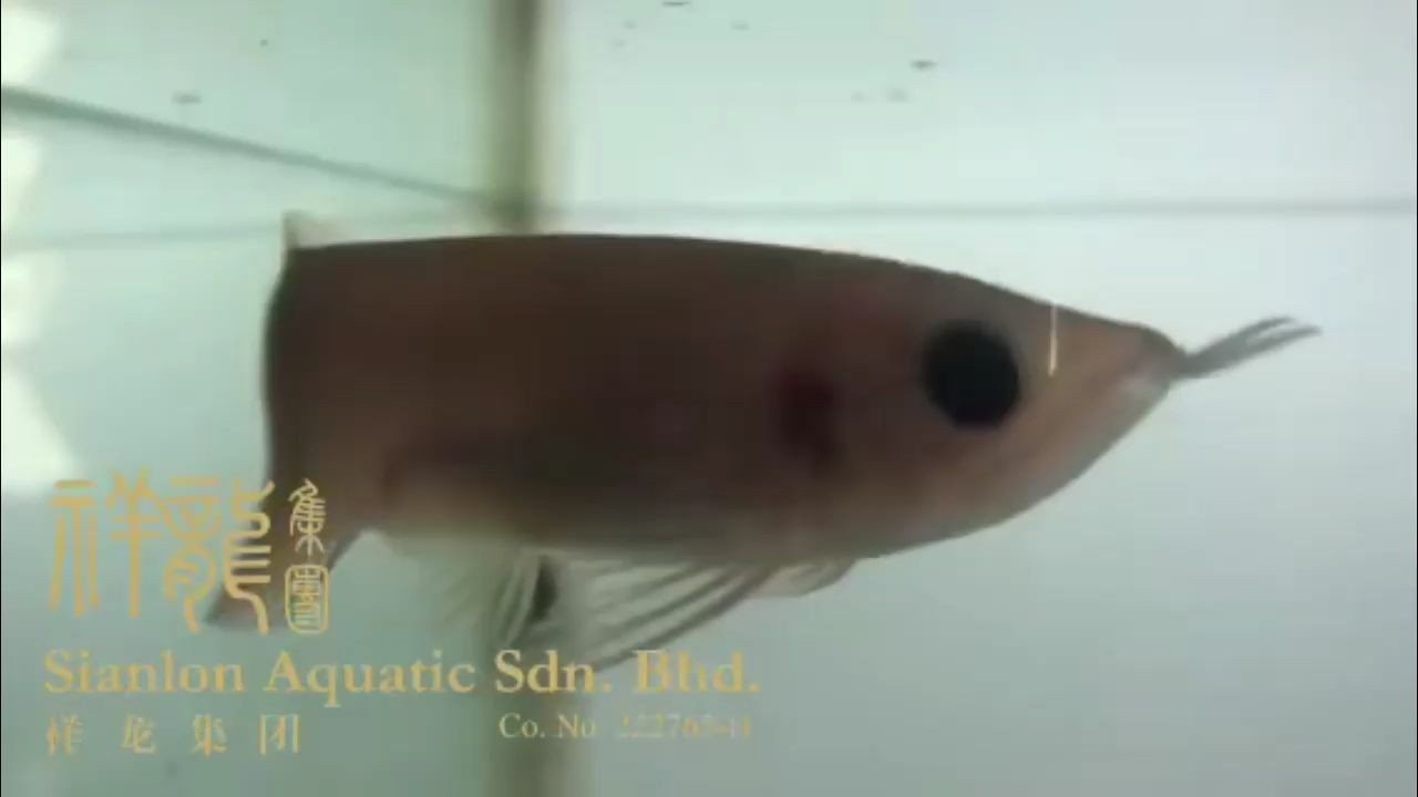 熊貓眼小龍魚，熊貓眼小龍魚是觀賞魚類中的新品種，熊貓眼小龍魚，觀賞魚界的新寵品種，熊貓眼小龍魚，觀賞魚界新寵品種，熊貓眼小龍魚，觀賞魚界新寵品種，熊貓眼小龍魚，觀賞魚界的新寵品種