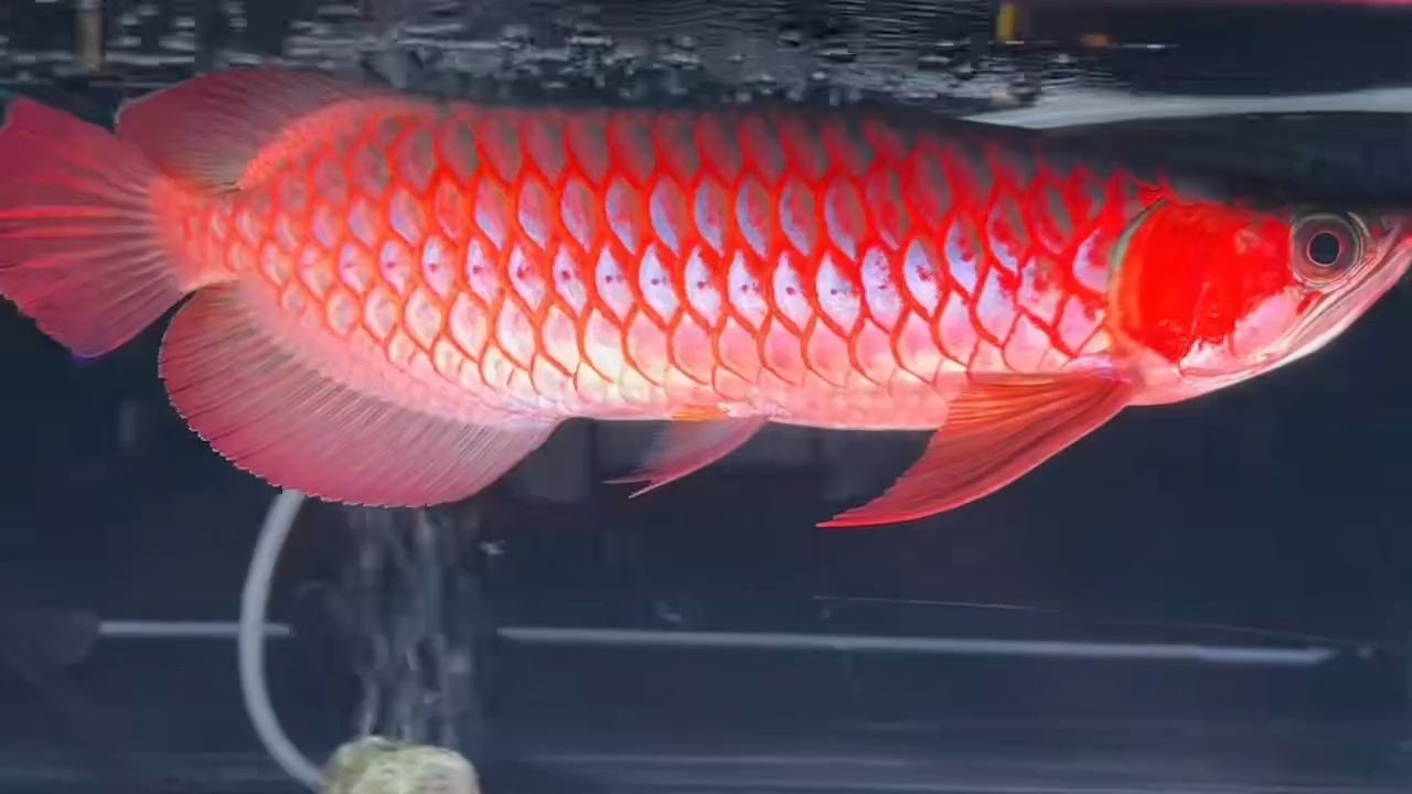 32分超血紅龍魚（湯匙頭滿鰓后期能滿片級濃厚發色）：超血紅龍魚怎么養？