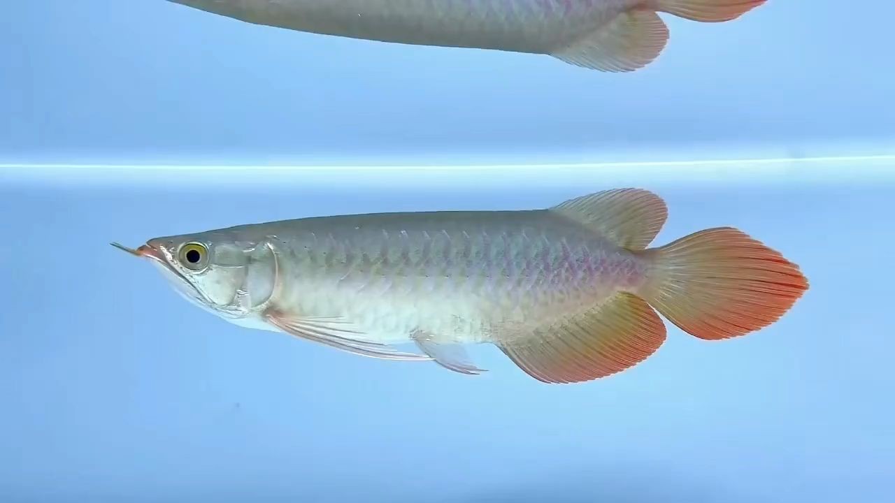 印尼紅龍驚艷亮相！短身、超大后三鰭、火焰尾，盡顯非凡風采！，印尼紅龍驚艷亮相，短身巨鰭火焰尾，盡顯王者風范！，印尼紅龍震撼登場，短身巨鰭火焰尾，王者風范驚艷四座！