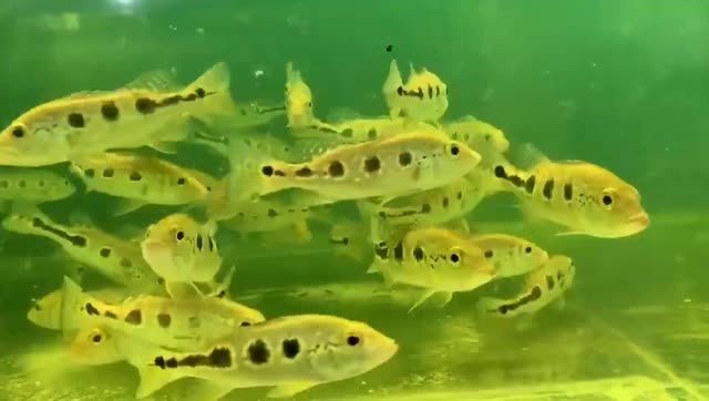 委內(nèi)瑞拉奧里諾三間：委內(nèi)瑞拉奧里諾三間地區(qū)的政治、經(jīng)濟(jì)和社會(huì)狀況