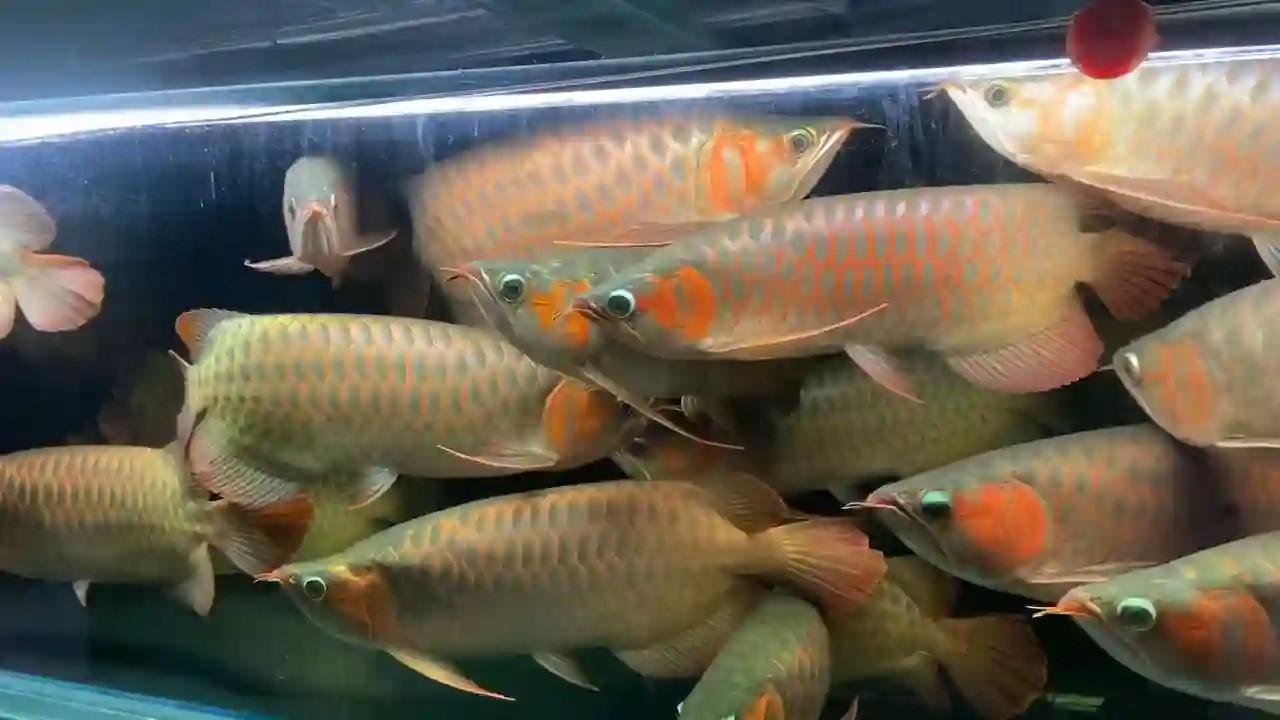 揭秘水族箱中的紅色巨無霸，40-45公分血紅龍震撼登場！，揭秘水族箱中的紅色巨無霸，40公分血紅龍震撼登場，40-45公分血紅龍，水族箱中的紅色巨無霸震撼揭秘，40-45公分血紅龍，水族箱中的紅色巨無霸震撼揭秘，40-45公分血紅龍，水族箱中的紅色巨無霸震撼揭秘