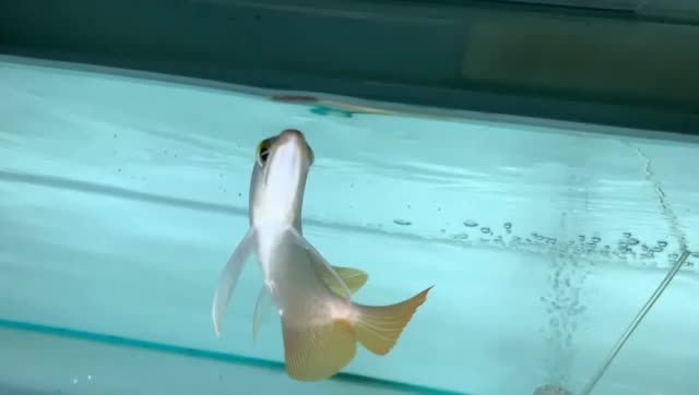 發色好的紅龍魚祥龍祥禾紅龍：發色好的紅龍魚