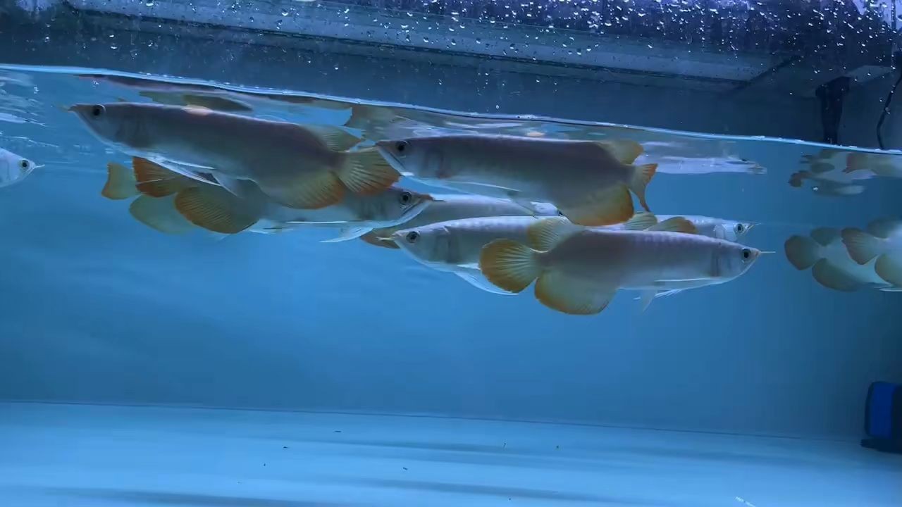 紅龍批發(fā)拿貨的來(lái)，紅龍批發(fā)大量購(gòu)買以獲取更低價(jià)格的商品對(duì)于市場(chǎng)拿貨的買家來(lái)說(shuō)，紅龍批發(fā)，量大價(jià)優(yōu)，市場(chǎng)拿貨首選，紅龍批發(fā)，量大價(jià)優(yōu)，市場(chǎng)拿貨首選，紅龍批發(fā)，量大價(jià)優(yōu)，市場(chǎng)拿貨首選