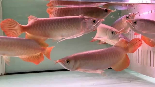 印尼精品小紅龍到貨量大批發：size=印尼精品到貨量大批發銷售活動