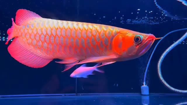 45公分，一字背紅龍翹頭，弘鰭巨胸，蒲扇巨尾戰(zhàn)車(chē)體型超...：45公分高的龍翹起頭，背有醒目的紅龍紋身，體型龐大