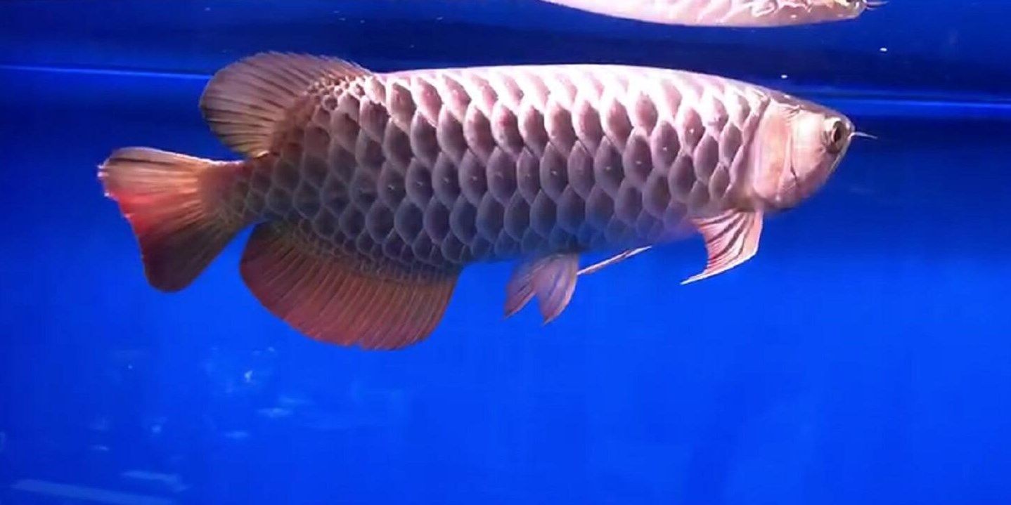 霸氣十足古典過(guò)背，古代文學(xué)中的“霸氣十足”，古典文脈中的霸氣彰顯，從過(guò)背意象探析古代文學(xué)的雄渾氣魄，過(guò)背意象與雄渾氣魄，古代文學(xué)中的霸氣彰顯