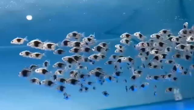 黑桃A魚苗批發：黑桃a魚苗批發