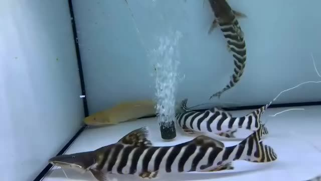 30分以上斑馬鴨嘴：分析斑馬鴨嘴30分以上的表現(xiàn)