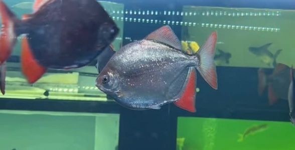 紅魔銀版魚：魅力四溢的熱帶觀賞魚新星