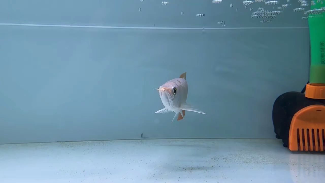 火焰尾小紅龍20250912，“火焰尾小紅龍”2025年9月12日表現，火焰尾小紅龍2025年9月12日表現實錄，火焰尾小紅龍2025年9月12日表現實錄